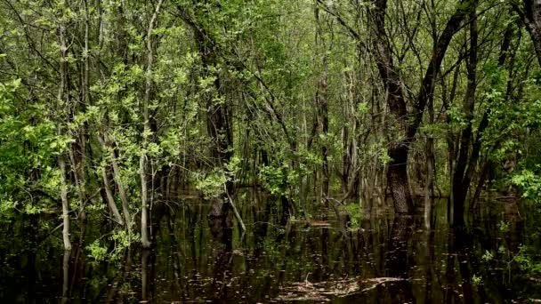 Inundado Bosque Caducifolio Por Agua Del Río Durante Inundación Primavera — Vídeos de Stock