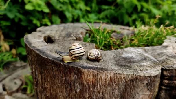 Garden Snails Crawl Wooden Stump Snails Moving Stump Slowly — Stock Video
