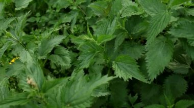 Rüzgarda hareket eden yeşil yaban ısırganları. Yazın ortasında ısırgan otu sokması Urtica dioica çalıları. Baharda parkta yabani ısırgan otu.
