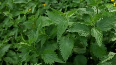 Yazın parkta yabani ısırgan otu.