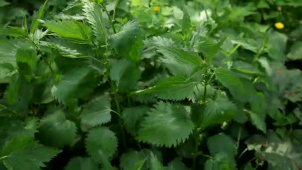 Dickes Dickicht Grüner Wilder Brennnesseln Die Sich Wind Bewegen Brennnessel — Stockvideo