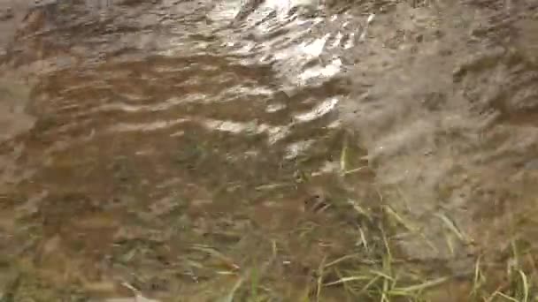 Top View Clear Water River Bank Green Grass Clean Clear — Vídeo de stock