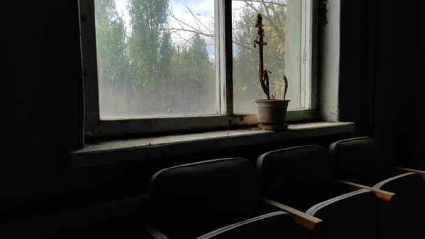 Withered Plant Flowerpot Window Sill Old Abandoned Building Concept Devastation — Stock Video