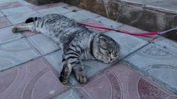 Belo Gato Adulto Está Descansando Dia Quente Verão Deitado Porta — Vídeo de Stock