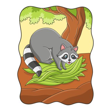 cartoon illustration The raccoon is gathering leaves from a big tree to make a nest for it to live in