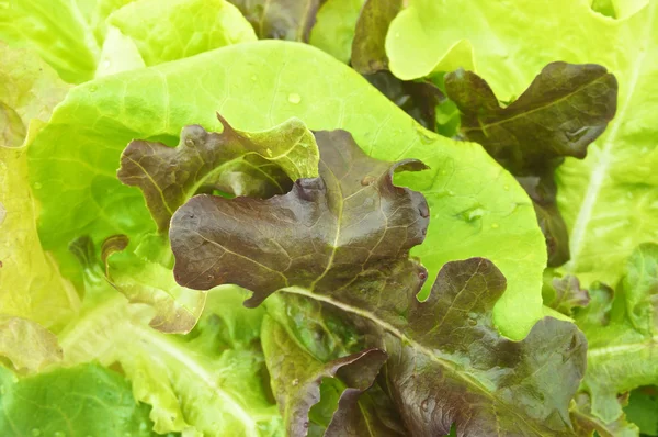 Groene salade vegetarische achtergrond — Stockfoto
