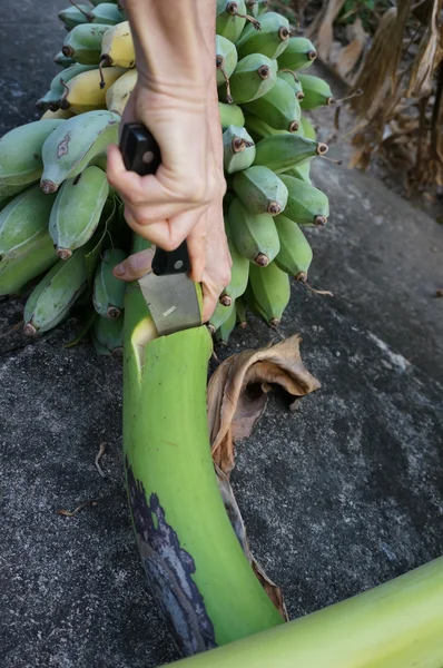 女性の切断のバナナ — ストック写真