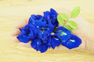 yandan Asya pigeonwings veya clitoria ternatea yeşil yapraklar