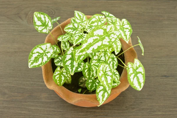 Caladium humboldtii