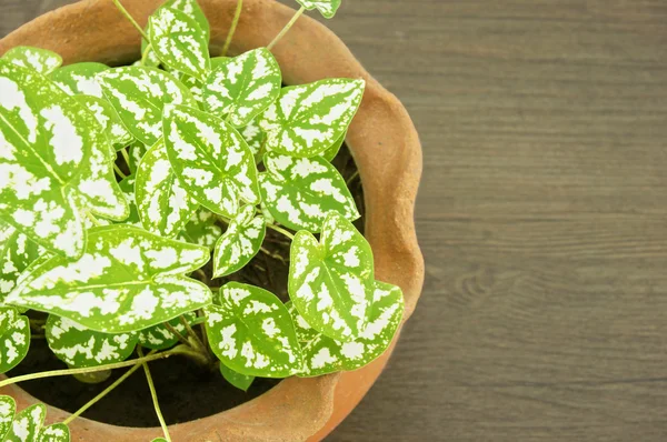 Caladium humboldtii dalam panci coklat — Stok Foto