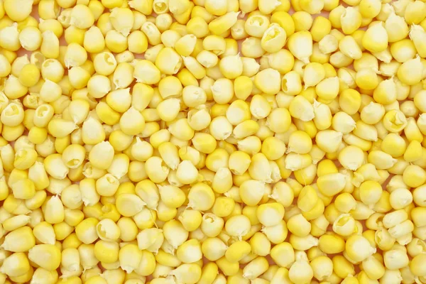 Yellow corn texture — Stock Photo, Image