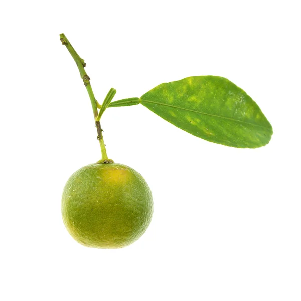 Calamondin verde e folha isolada — Fotografia de Stock