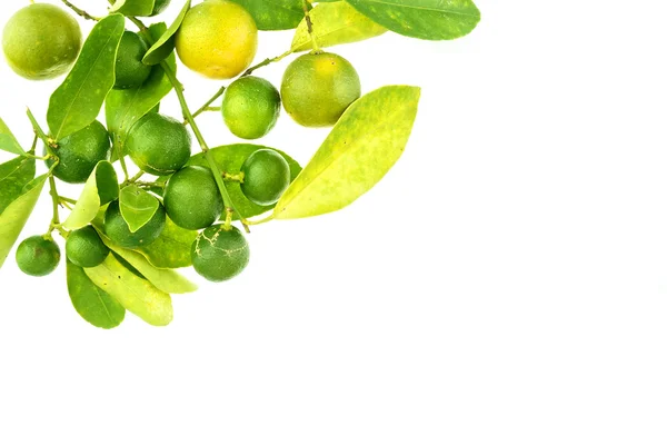 Grupo de calamondin verde e folha isolada — Fotografia de Stock