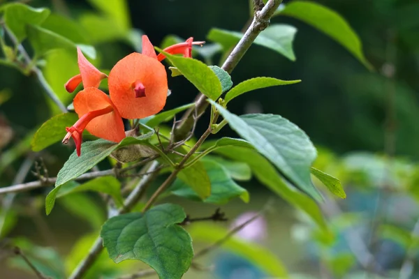 Holmskioldia sanguinea orange flower like chinese hat — Stock Photo, Image