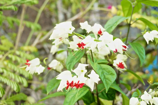 Clerodendrum thomsoniae is small white and red flower — Stock Photo, Image