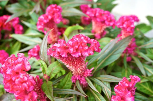 Pink cockscomb in garden — Stock Photo, Image