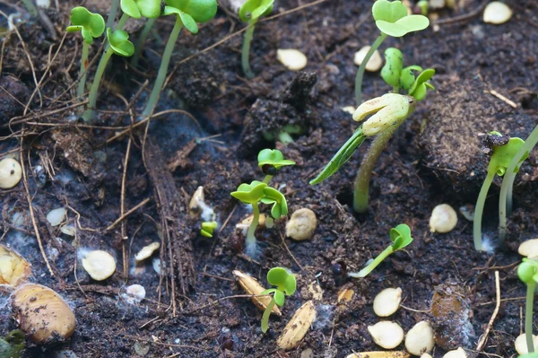 Las semillas de sésamo de nuez y arroz germinan —  Fotos de Stock
