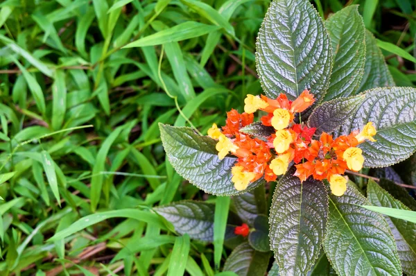 Chrysothemis pulchella decne or sunset bell — Stock Photo, Image