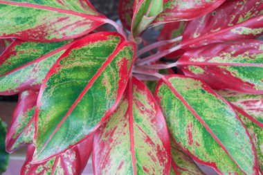 Aglaonema modestum vagy kínai evergreen