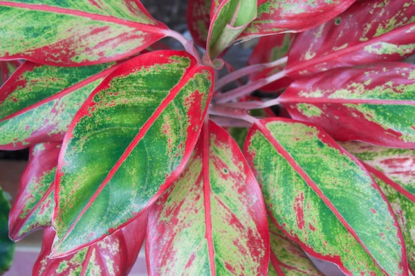 Aglaonema modestum or Chinese evergreen — Stock Photo, Image