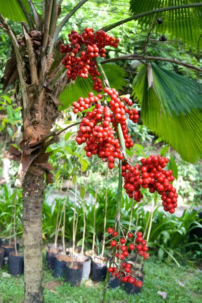 Areca madura vermelha de palmeira betel — Fotografia de Stock