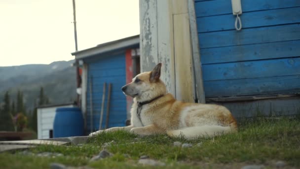 Experimentado perro beige siesta en un puesto de guardia cerca de la casa principal en las montañas — Vídeo de stock