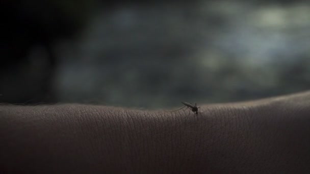 Zły komar gryzie dłoń, by pić krew. — Wideo stockowe