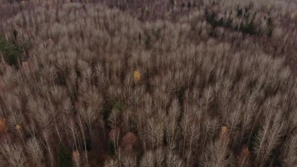Zdjęcie lotnicze z wierzchołków brązowych jesiennych drzew. Widok z lotu ptaka. — Wideo stockowe
