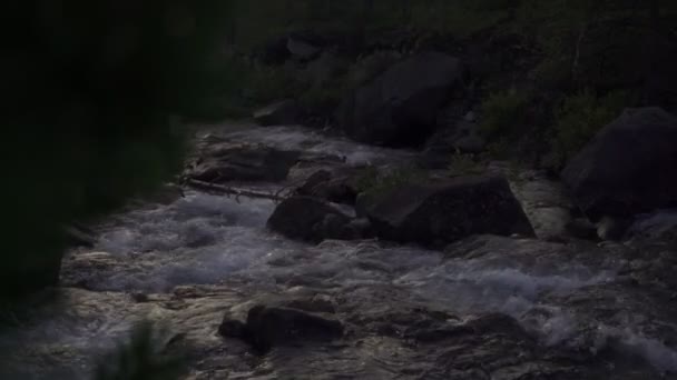 Akşamları dağ nehri. Ormanda alacakaranlık — Stok video