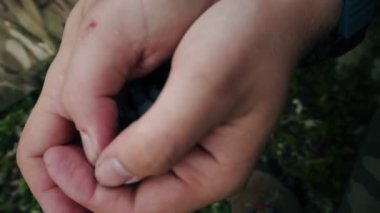 Bir elinde taze topalmış olgun yaban mersini.