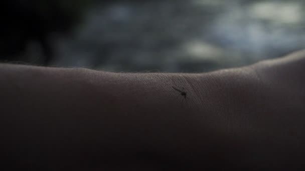 Egy magányos, szomorú szúnyog keres egy helyet, ahol megharaphatja a turisták kezét. — Stock videók