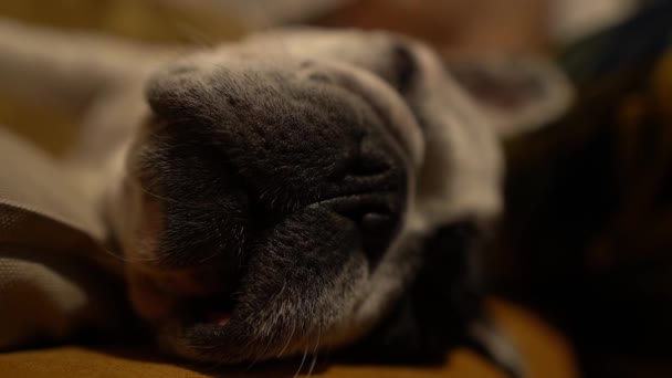 En trött och sömnig hund. Förlängning — Stockvideo
