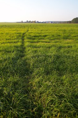 patika üzerinden otsu çayır