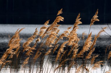 reed bir su birikintisi arka plan
