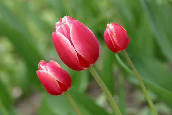 Rot mit weiß eine Tulpe auf grünem Hintergrund — Stockfoto