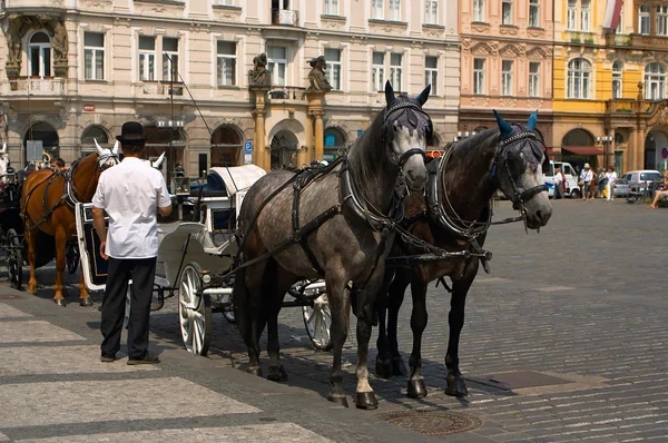 Two horses and the carrier — Stock Photo, Image