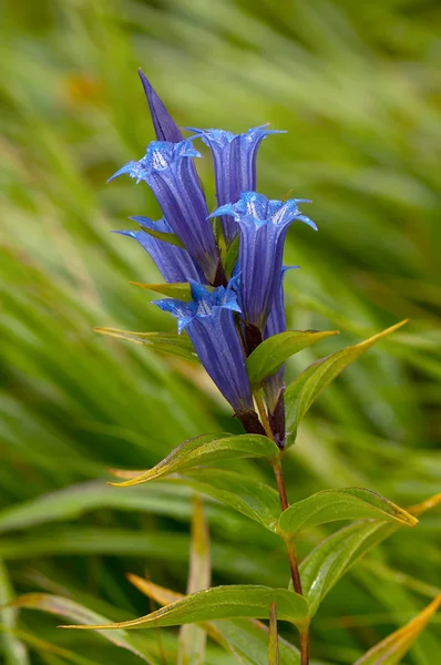 A group of gentian with drops of water — Stock Photo, Image