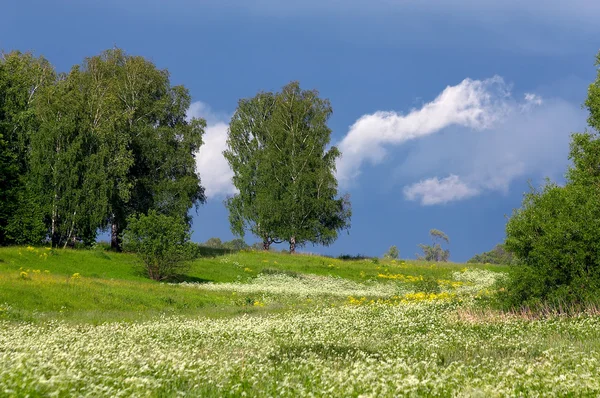 Trees on a meadow with a grass and dandelions — Stock Photo, Image