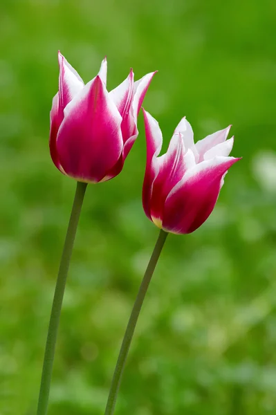 Vermelho com branco uma tulipa em um fundo verde — Fotografia de Stock