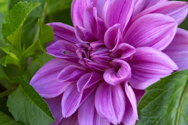 Blume eine Dahlie — Stockfoto