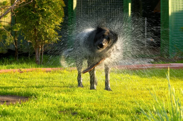 The dog shakes off water