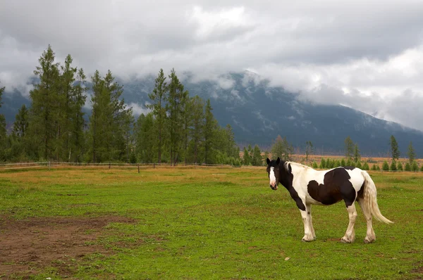 Koń jest pasły się w dolinie Tatry Wysokie — Zdjęcie stockowe