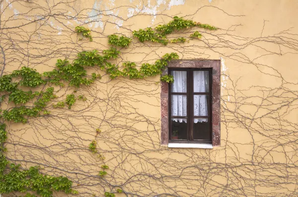 Wand und Fenster verflochten einen Efeu — Stockfoto