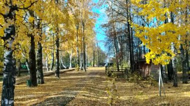 Parkta sonbahar. Sarı yapraklar yavaşça ağaçlardan dökülüyor..