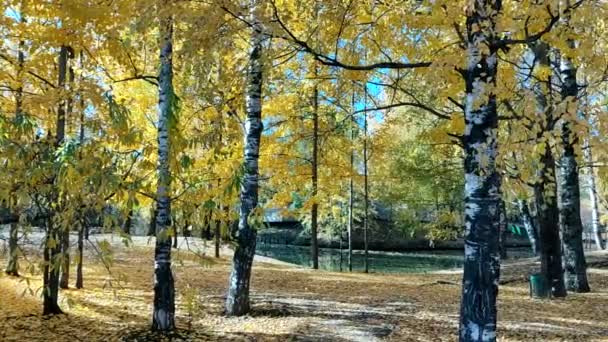 Podzim v parku. Žluté listí pomalu padá ze stromů. — Stock video