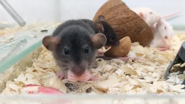Bonita Divertida Rata Negra Una Tienda Mascotas Comiendo Pedazo Manzana — Vídeo de stock