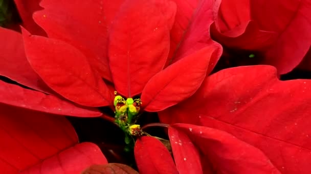 Blossomed Beautiful Christmas Poinsettia Flower Christmas Decoration Video — Stock Video