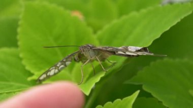 yaprak güzel kelebeği