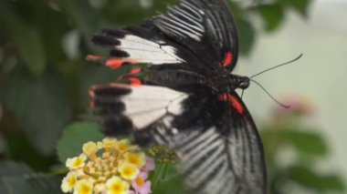 Güzel Kelebek çiçek üzerinde