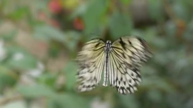 yaprak güzel kelebeği